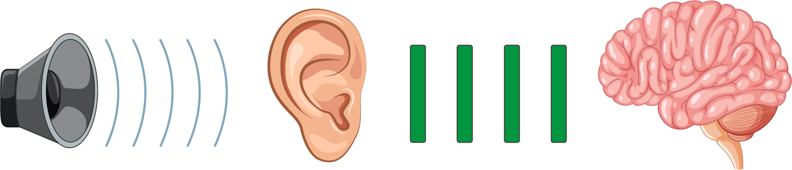 Ototoxicity